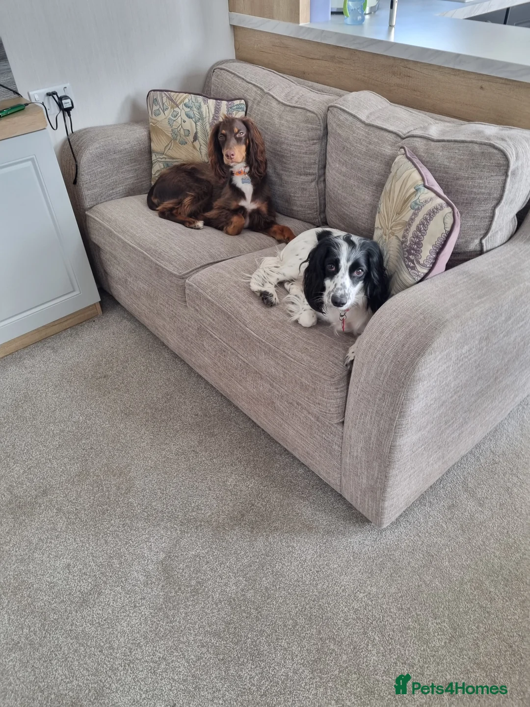 Cocker Spaniel dogs for sale: Springer spaniel - Advert 1