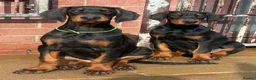 Dobermann dogs for sale: Dobermann Puppies For Sale - Advert 5