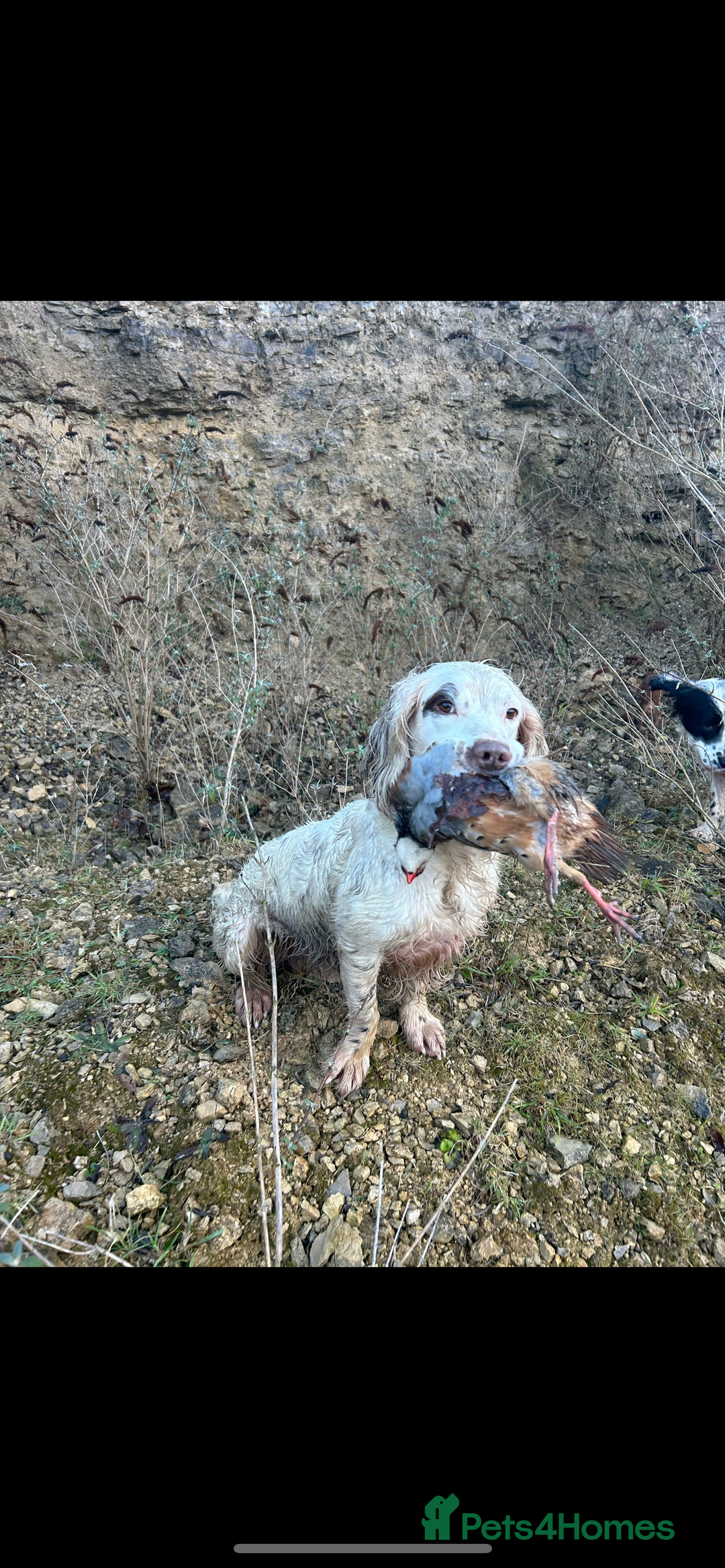 English Springer Spaniel dogs for stud: HEALTHTESTED WORKING ENGLISH SPRINGER SPANIEL in Bishop Auckland - Advert 5