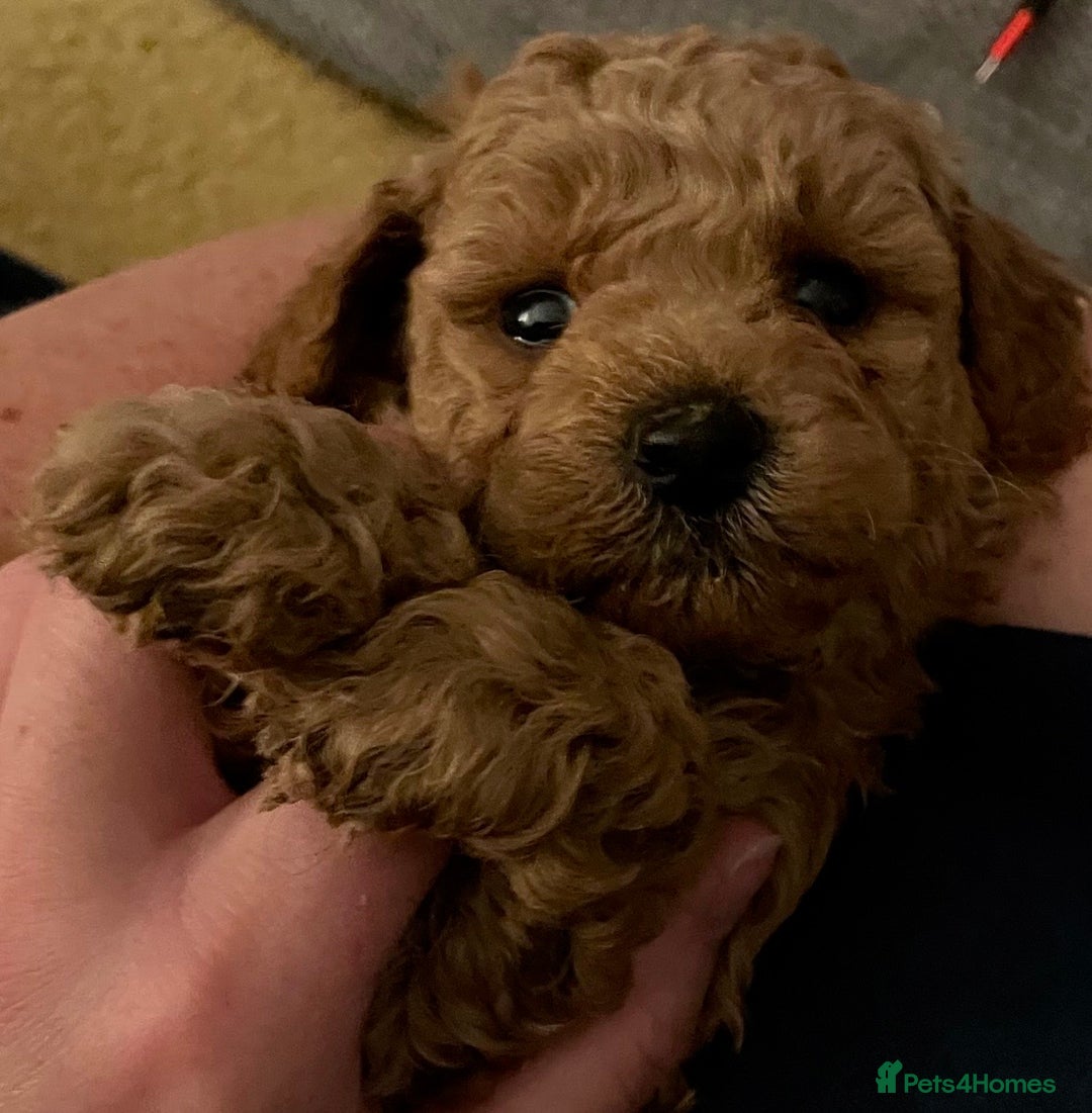 Toy Poodle dogs for sale: Toy poodles arriving soon  - Image 7