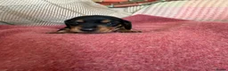 Miniature Dachshund dogs for sale: CHAMPION LINE KC REG & PRA CLEAR MINIS LOW COI - Advert 7
