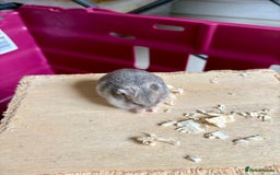Hamster rodents for sale: Female winter white dwarf hamsters - Image 18