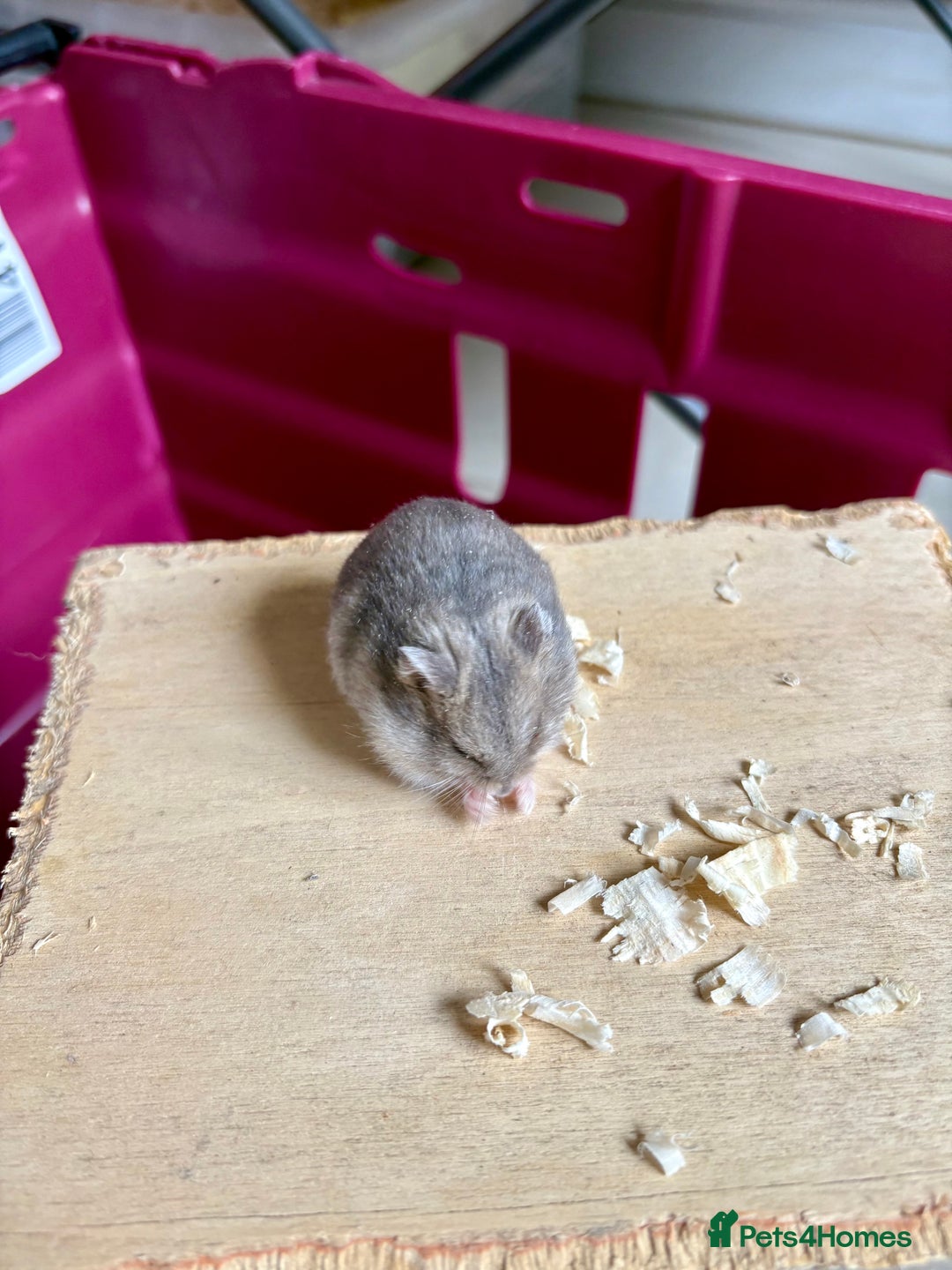 Hamster rodents for sale: Female winter white dwarf hamsters - Image 18