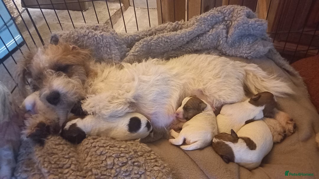 Mixed Breed dogs for sale: Wire Fox X Parsons Jack Russell Puppies for Sale - Advert 6
