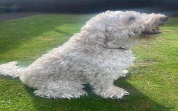 Labradoodle dogs for sale: Labradoodle 12th+ generation  - Image 5
