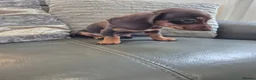 Miniature Dachshund dogs for sale: KC Dachshunds  - Ready now - Advert 8
