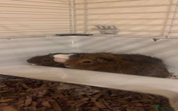 Guinea Pig rodents for sale: Three male guinea pigs  - Advert 1