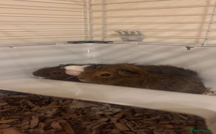 Guinea Pig rodents Three male guinea pigs  - Advert 3