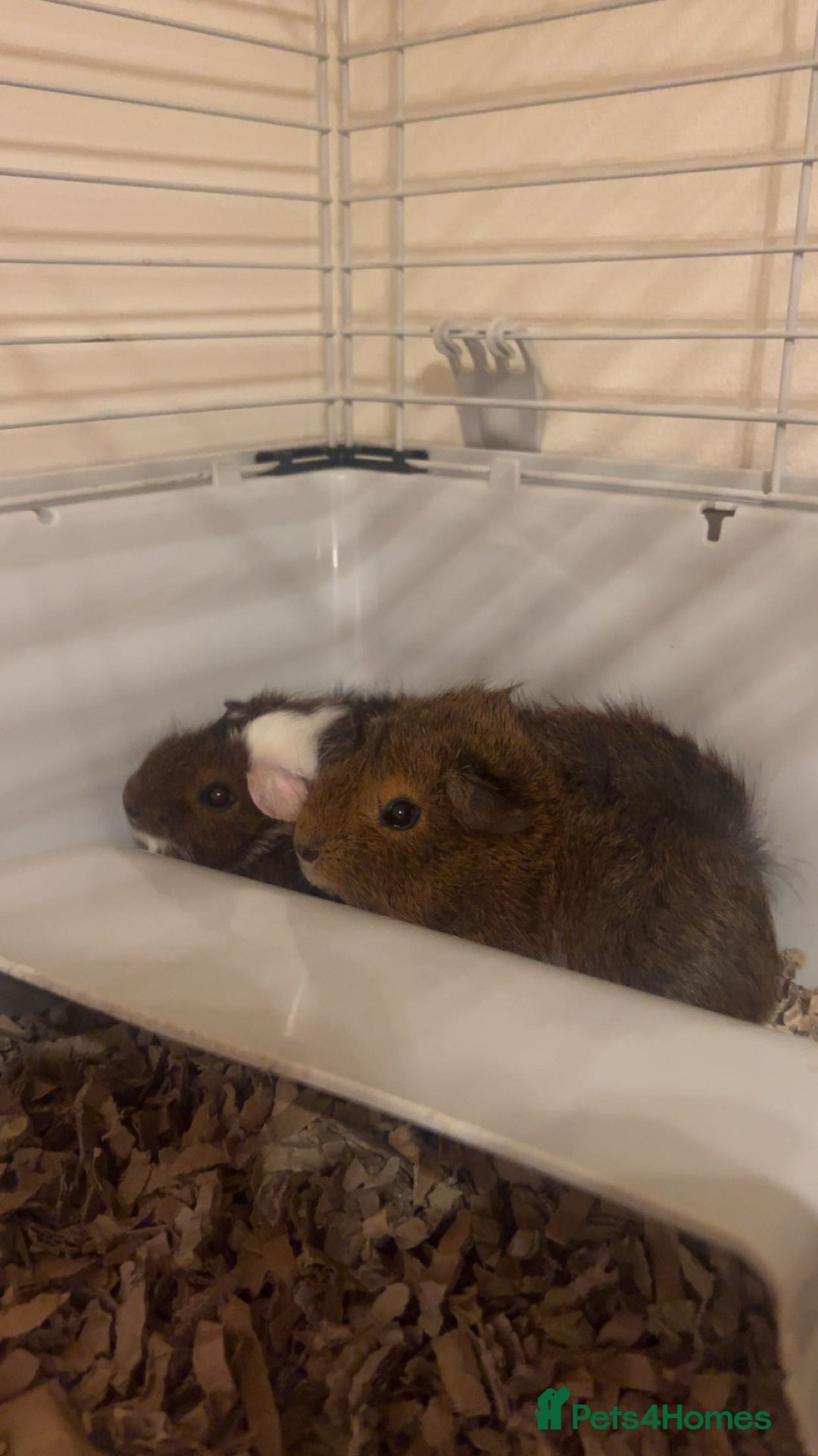 Guinea Pig rodents for sale: Three male guinea pigs  - Advert 1