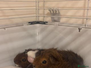 Guinea Pig rodents Three male guinea pigs - Advert 21