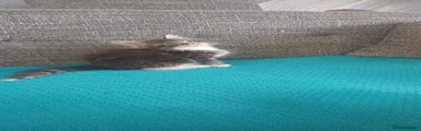 Maine Coon 4