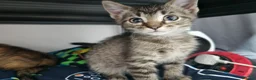 Bengal cats for sale: Mixed litter - Advert 9
