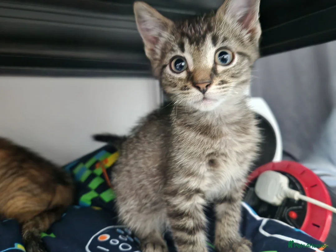 Bengal cats for sale: Mixed litter - Advert 9