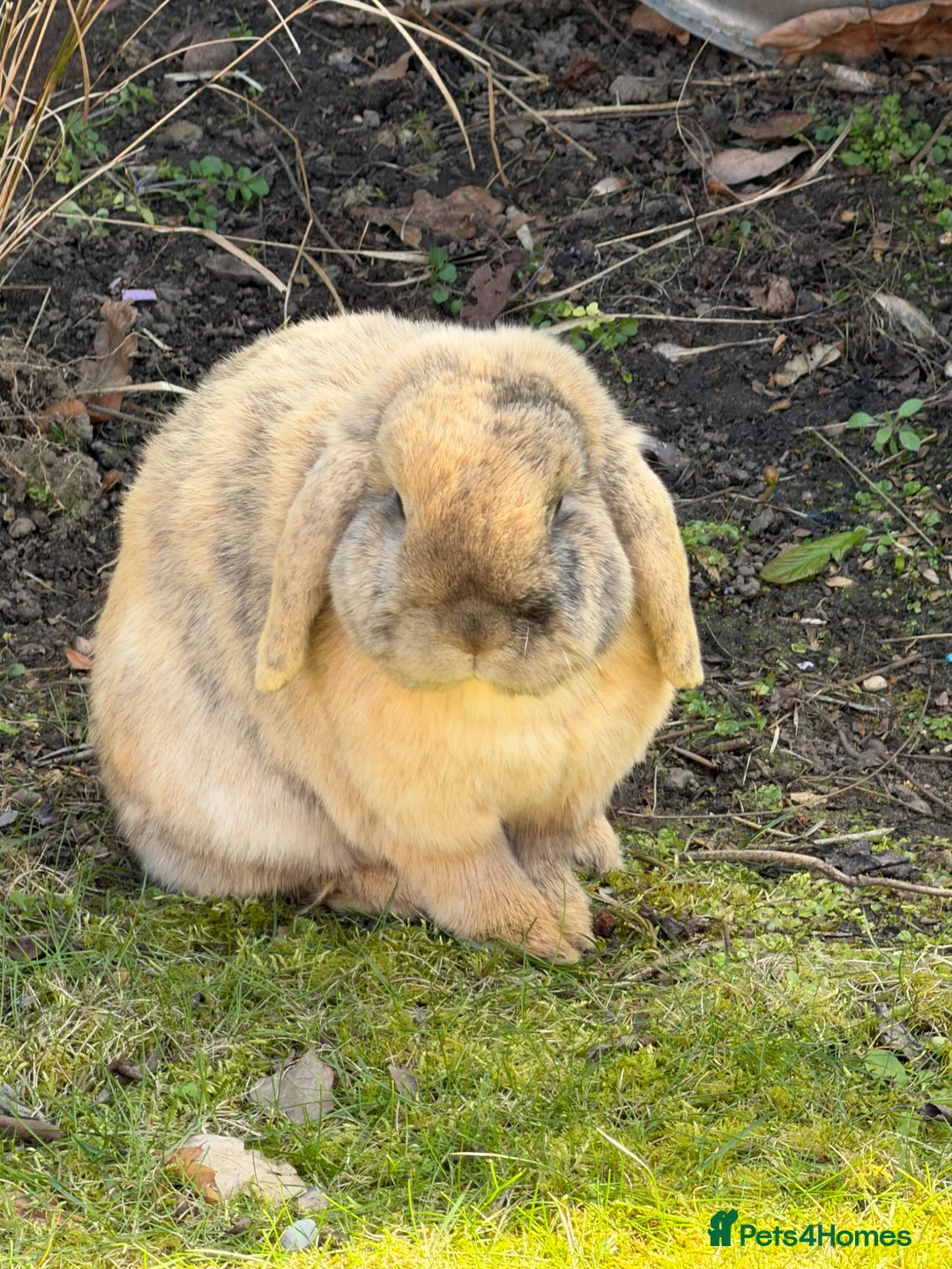 English Lop rabbits for sale: 3 Lops Free to Good Home in Doncaster - Advert 2