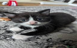 Mixed Breed cats for sale: 2 Female Kittens - Image 2
