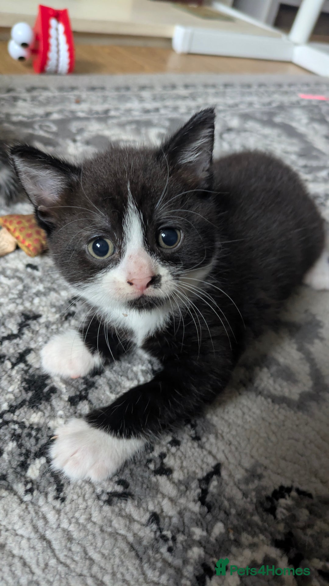 Mixed Breed cats for sale: 2 Female Kittens - Image 2