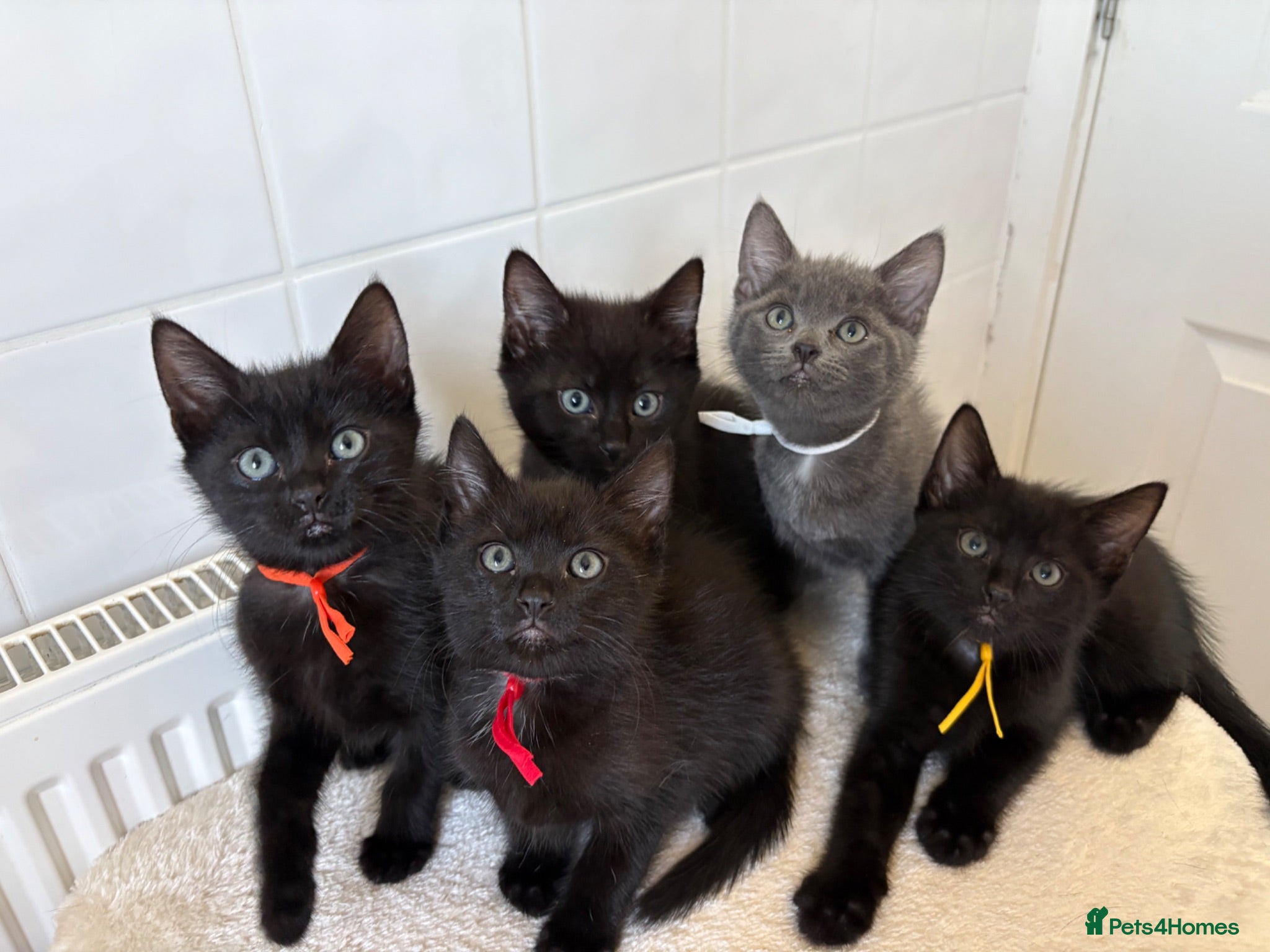 British Shorthair cats 5 little Kittens looking for new home - Advert 1
