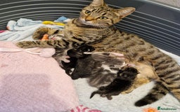 Mixed Breed cats for sale: Mixed Bengal Kittens Long Haired - Image 7