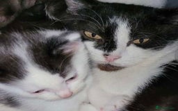 Domestic Shorthair cats for sale: 4 Beautiful kittens - Image 9