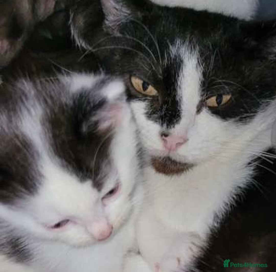 Domestic Shorthair cats for sale: 4 Beautiful kittens - Image 9