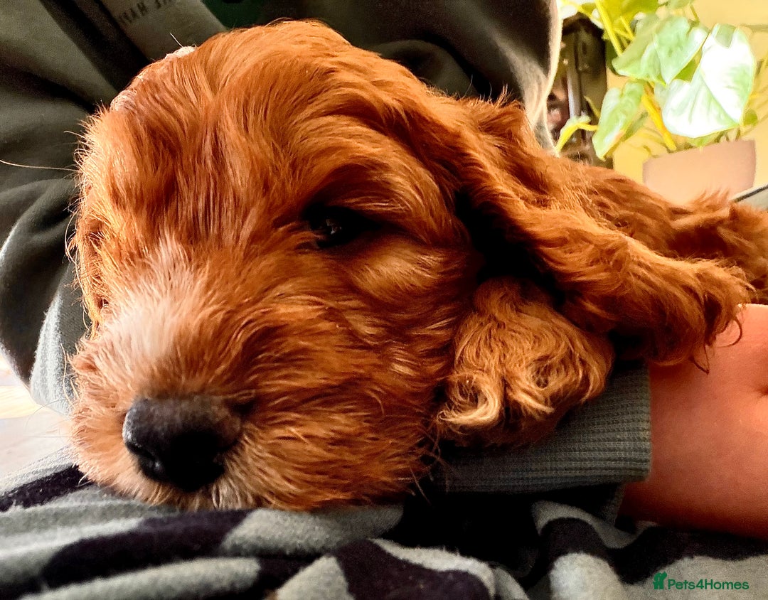 Mixed Breed dogs for sale: Cockapoo/Cavapoo Mix Puppies Available 10 Nov 25 - Image 29