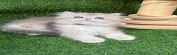 British Shorthair cats for sale: British Sh/Longhair golden kittens GCCF  - Advert 13
