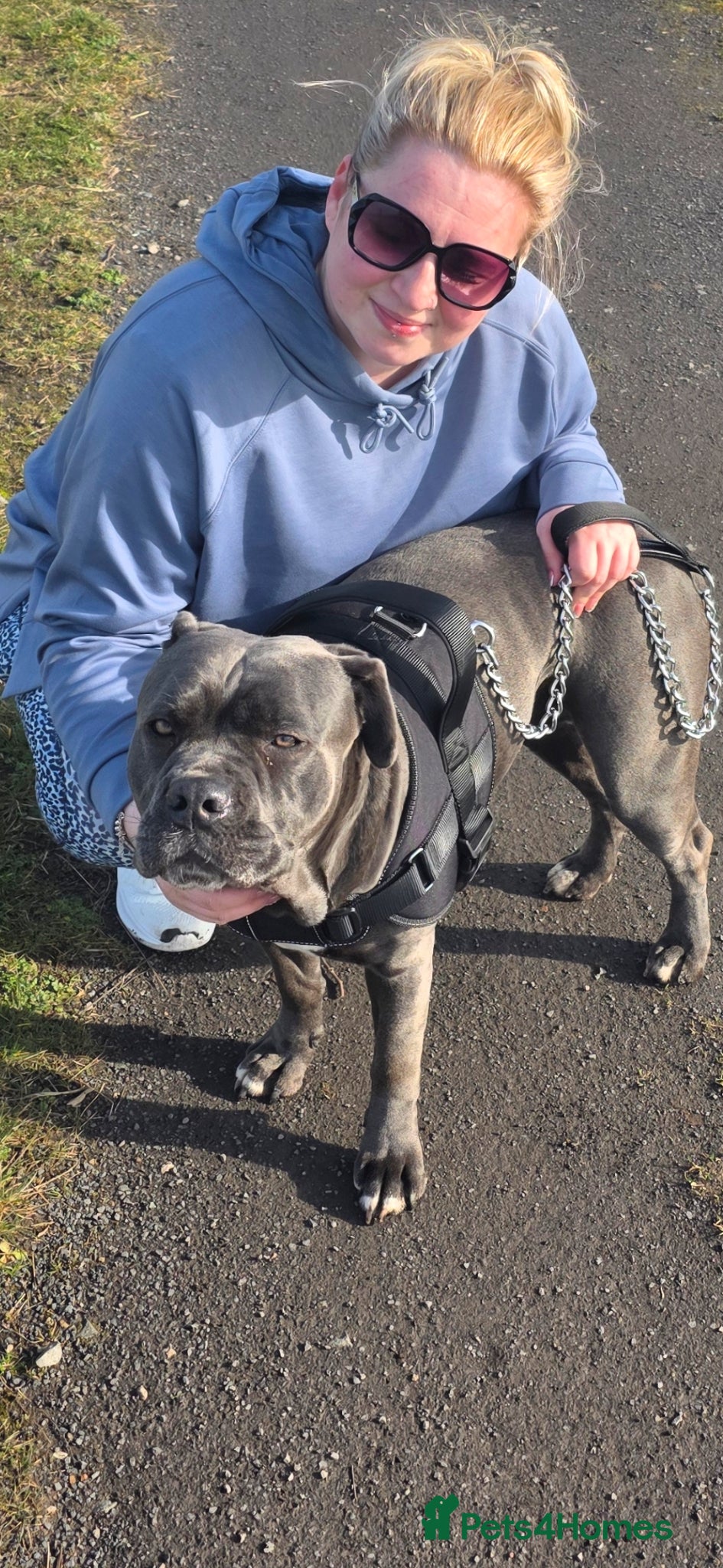 Cane Corso dogs 3 cane corso puppies sale - Advert 1