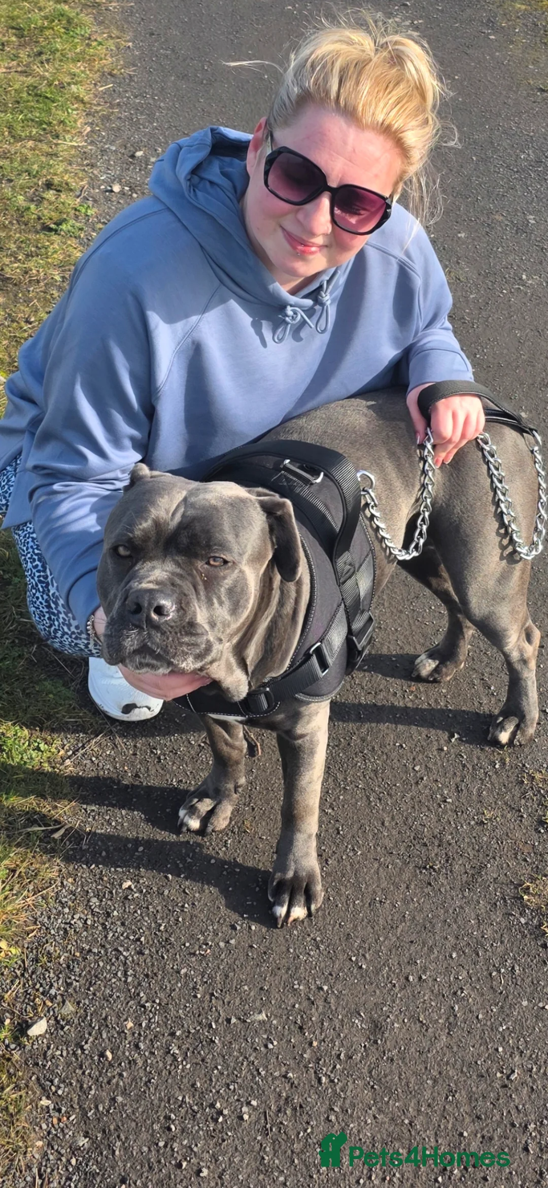 Cane Corso dogs for sale: 3 cane corso puppies sale in Darlington - Advert 1