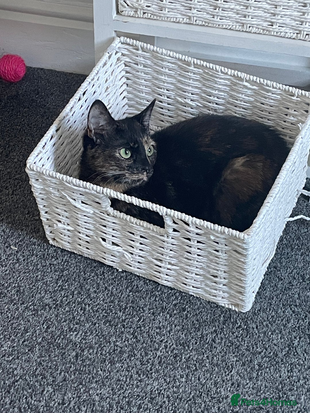 British Shorthair cats for sale: Female cat - Advert 5