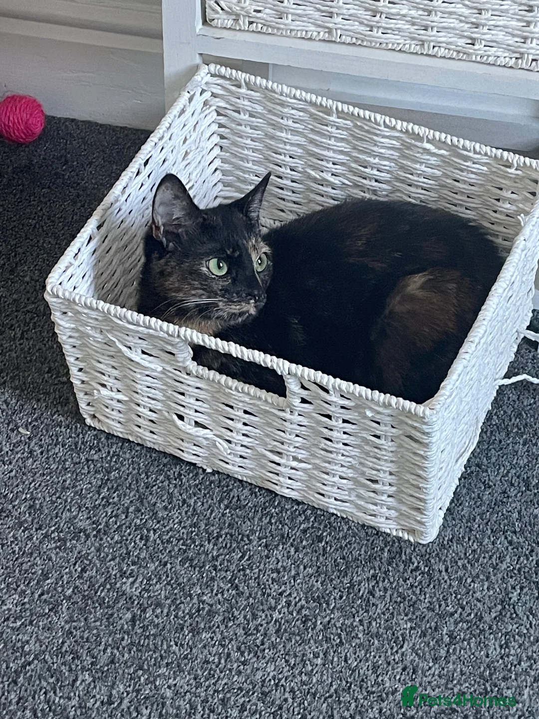 British Shorthair cats for sale: Female cat - Advert 5