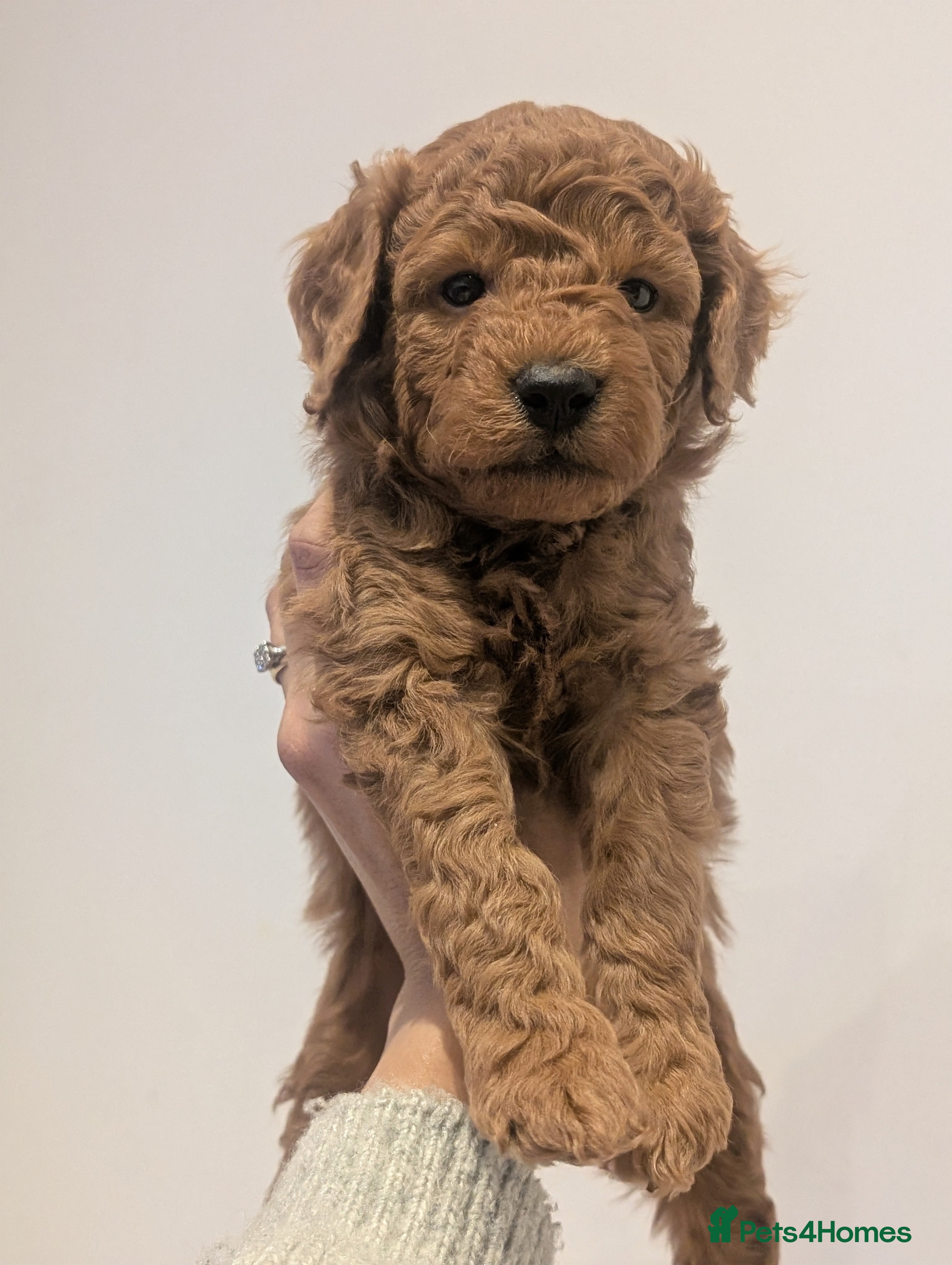 Goldendoodle dogs Miniature goldendoodle puppies   - Advert 14