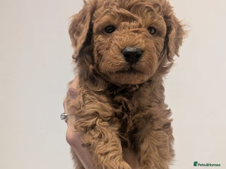 Goldendoodle dogs Miniature goldendoodle puppies - Advert 17
