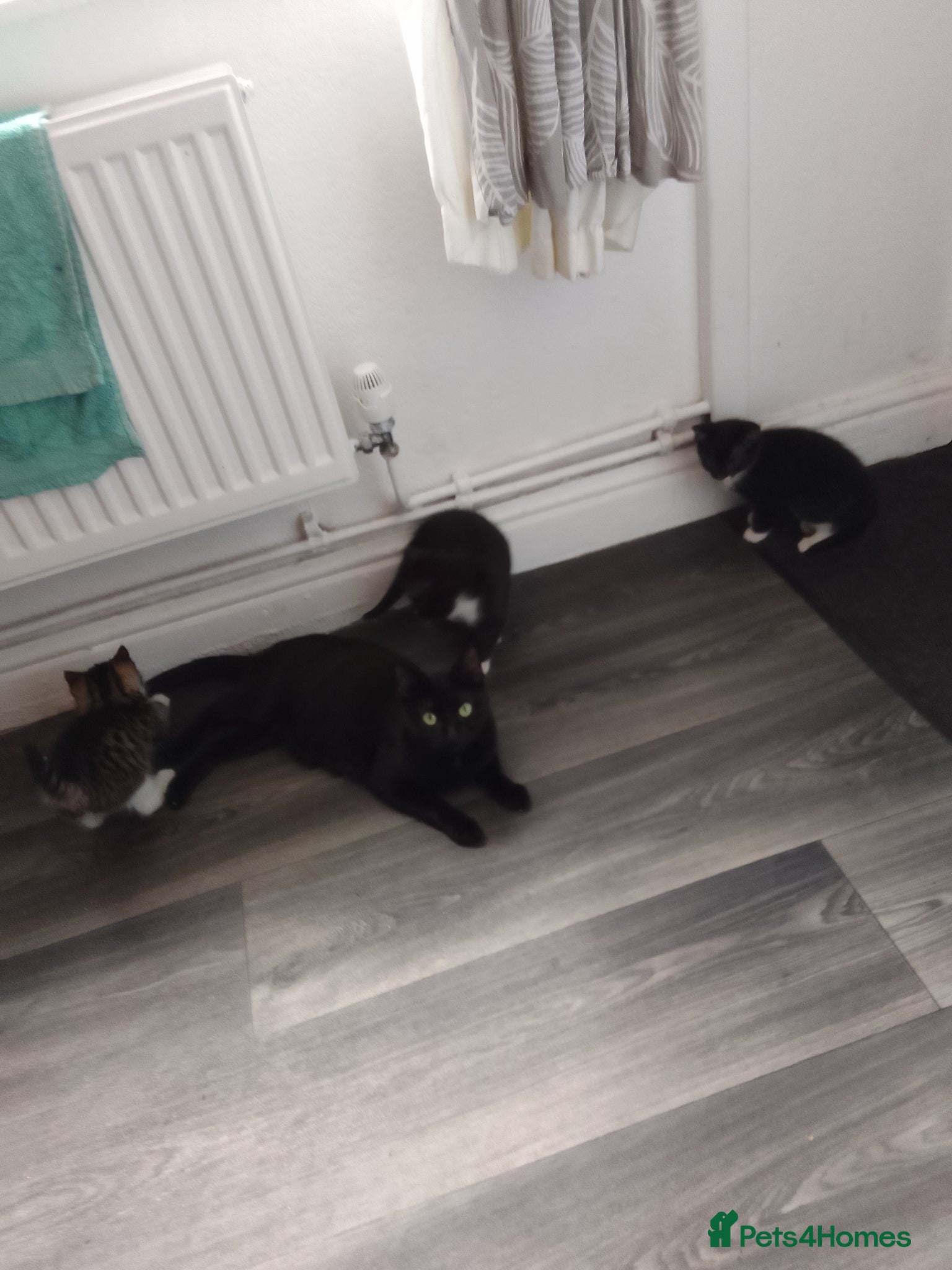 Mixed Breed cats LAST 4 KITTENS FOR SALE.READY NOW!! - Advert 1