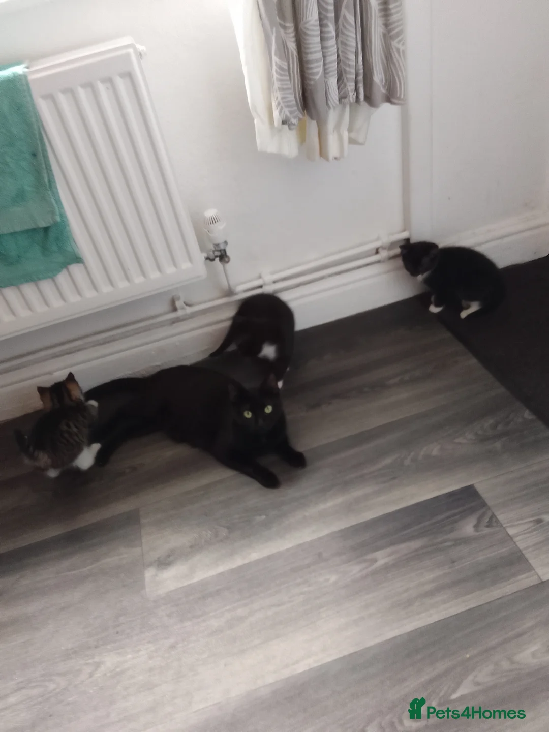 Mixed Breed cats for sale: LAST 4 KITTENS FOR SALE.READY NOW!! - Advert 1