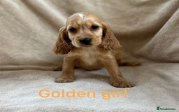 Cocker Spaniel dogs for sale: Show type cocker spaniel  - Image 2