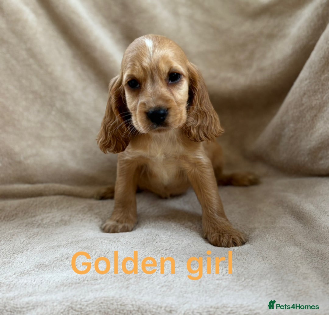 Cocker Spaniel dogs for sale: Show type cocker spaniel  - Image 2