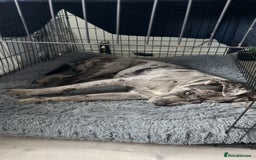 Cane Corso dogs for sale: Cane corso for Re-homing - Image 3