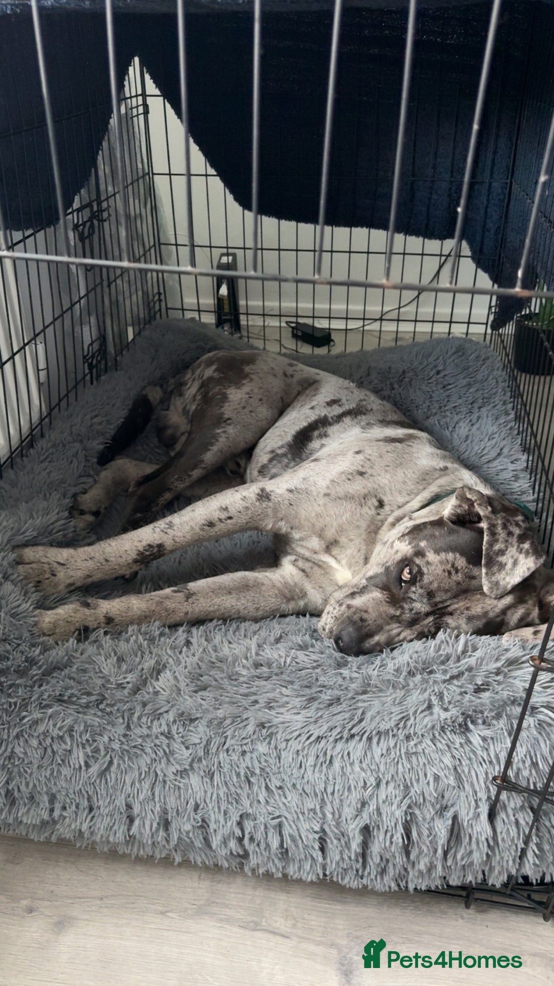 Cane Corso dogs for sale: Cane corso for Re-homing - Image 3