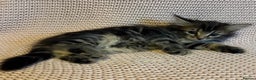 Maine Coon cats for sale: Maine Coon Bengal Cross - Advert 12