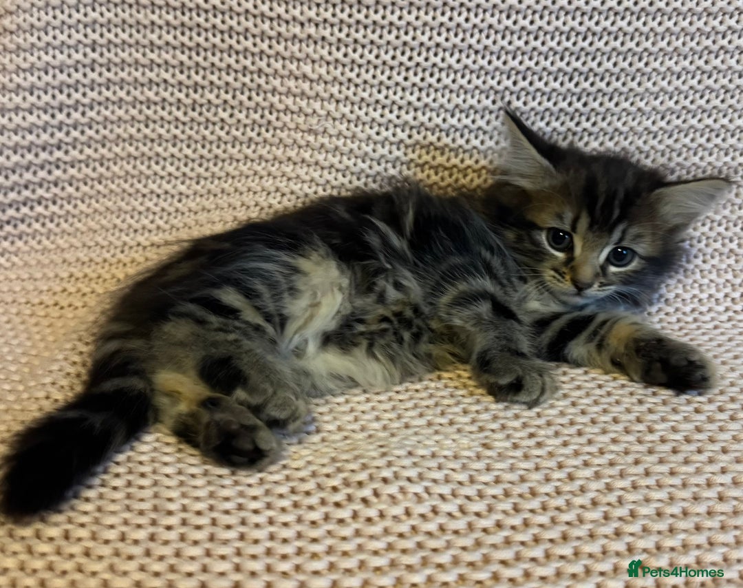 Maine Coon cats for sale: Maine Coon Bengal Cross - Advert 12