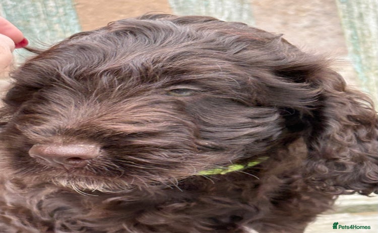 Cockapoo dogs - Advert 12