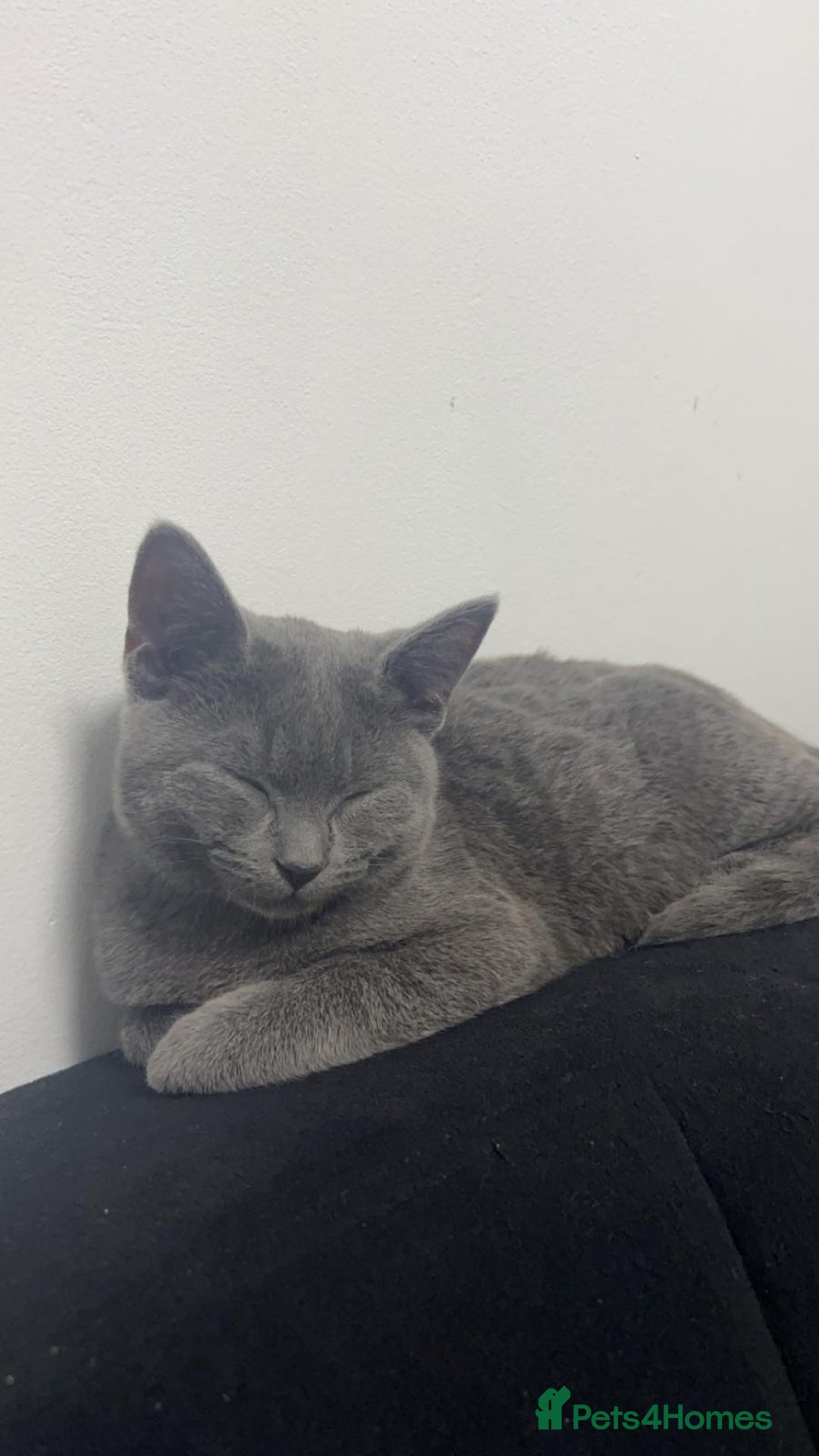 Russian Blue cats for sale: (FREE)Gorgeous 2 year old female cat for adoption  - Image 4