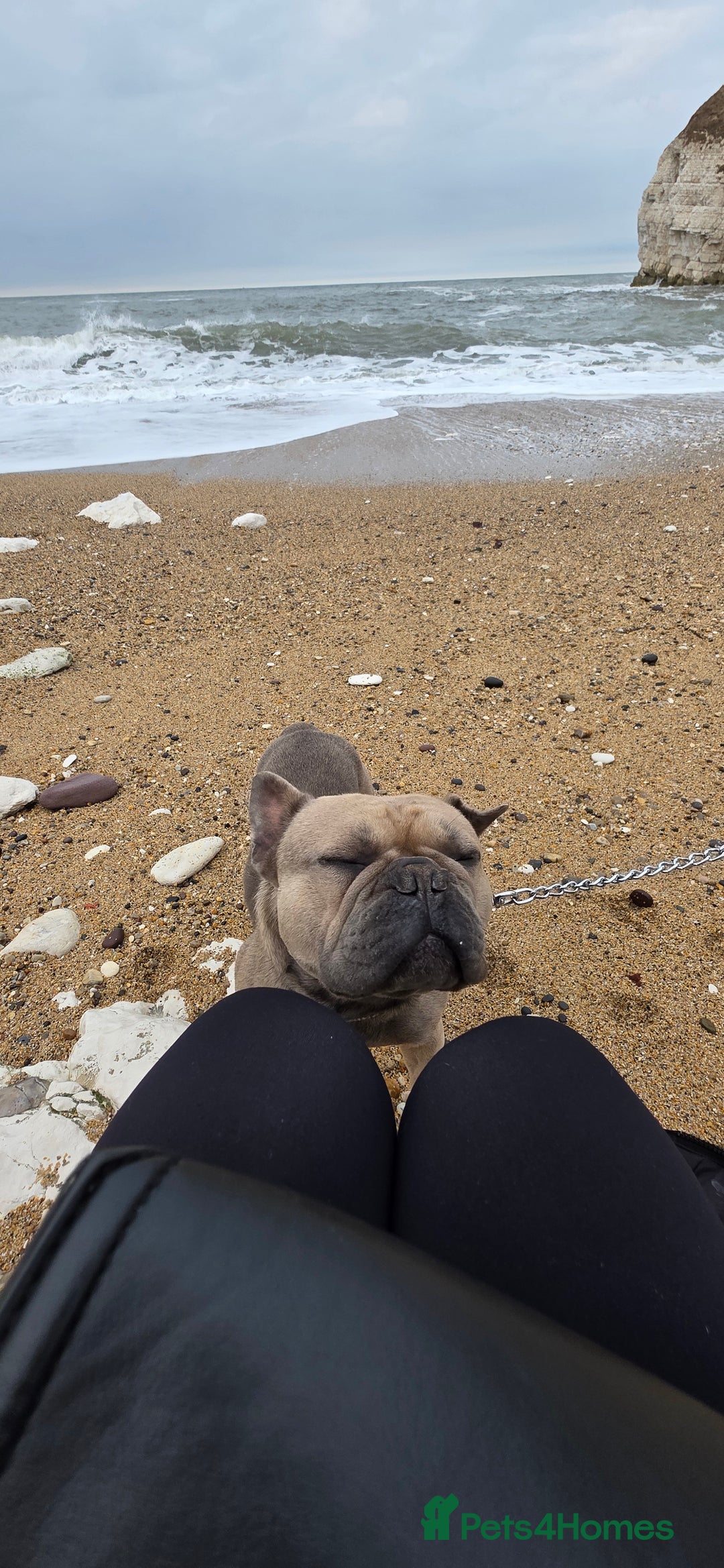 French Bulldog dogs for sale: Kenny - Image 5