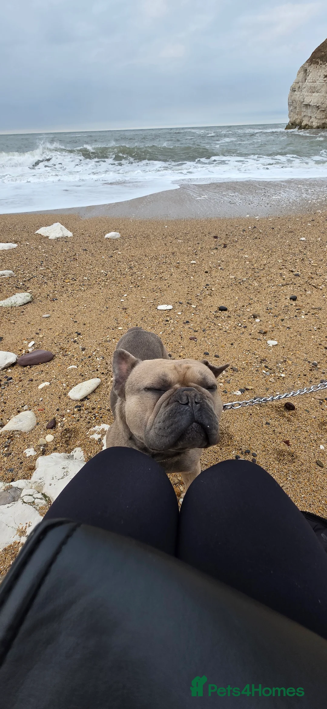 French Bulldog dogs for sale: Kenny - Advert 5