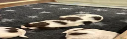 English Springer Spaniel dogs for sale: KC Registered Springer Spaniel Puppy - Advert 18