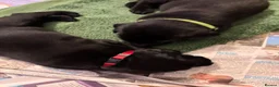 Labrador Retriever dogs for sale: Two Black KC Reg Labrador bitches from litter  in Yelverton - Advert 2