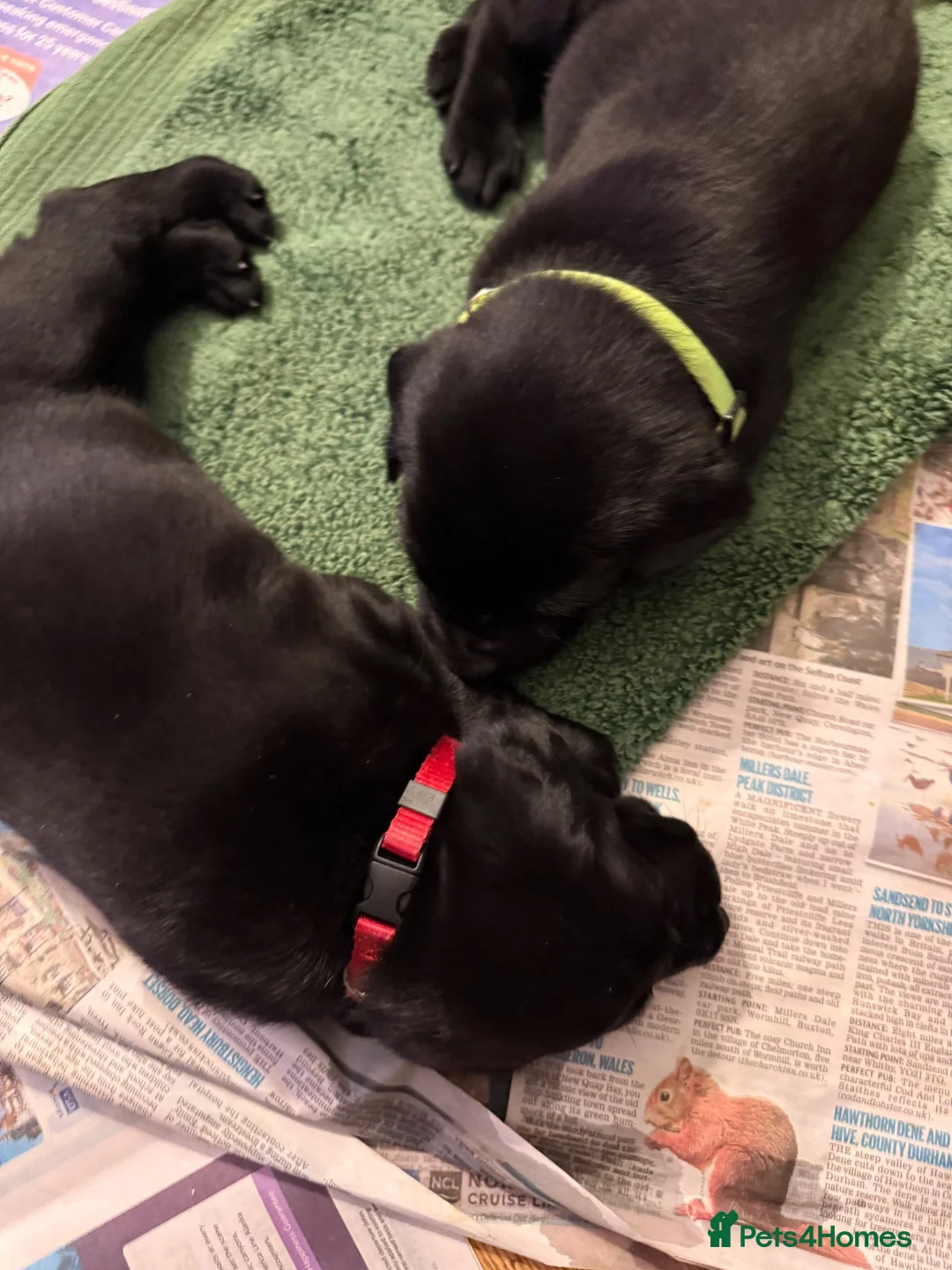 Labrador Retriever dogs for sale: Two Black KC Reg Labrador bitches from litter  in Yelverton - Advert 2
