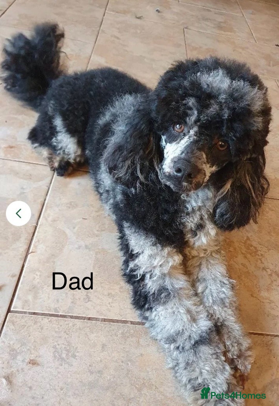 Cockapoo dogs for sale: Beautiful 5⭐️ F1 Cockapoos! - Image 11