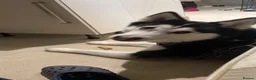 Siberian Husky dogs for sale: Siberian Husky for sale  in Braintree - Advert 5