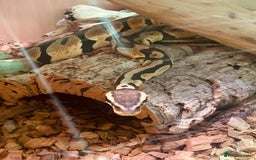 Python Snake reptiles for sale: Baby ball pythons for sale  - Image 11